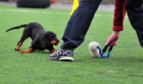 Effektiv hundetrening – belønninger som fungerer