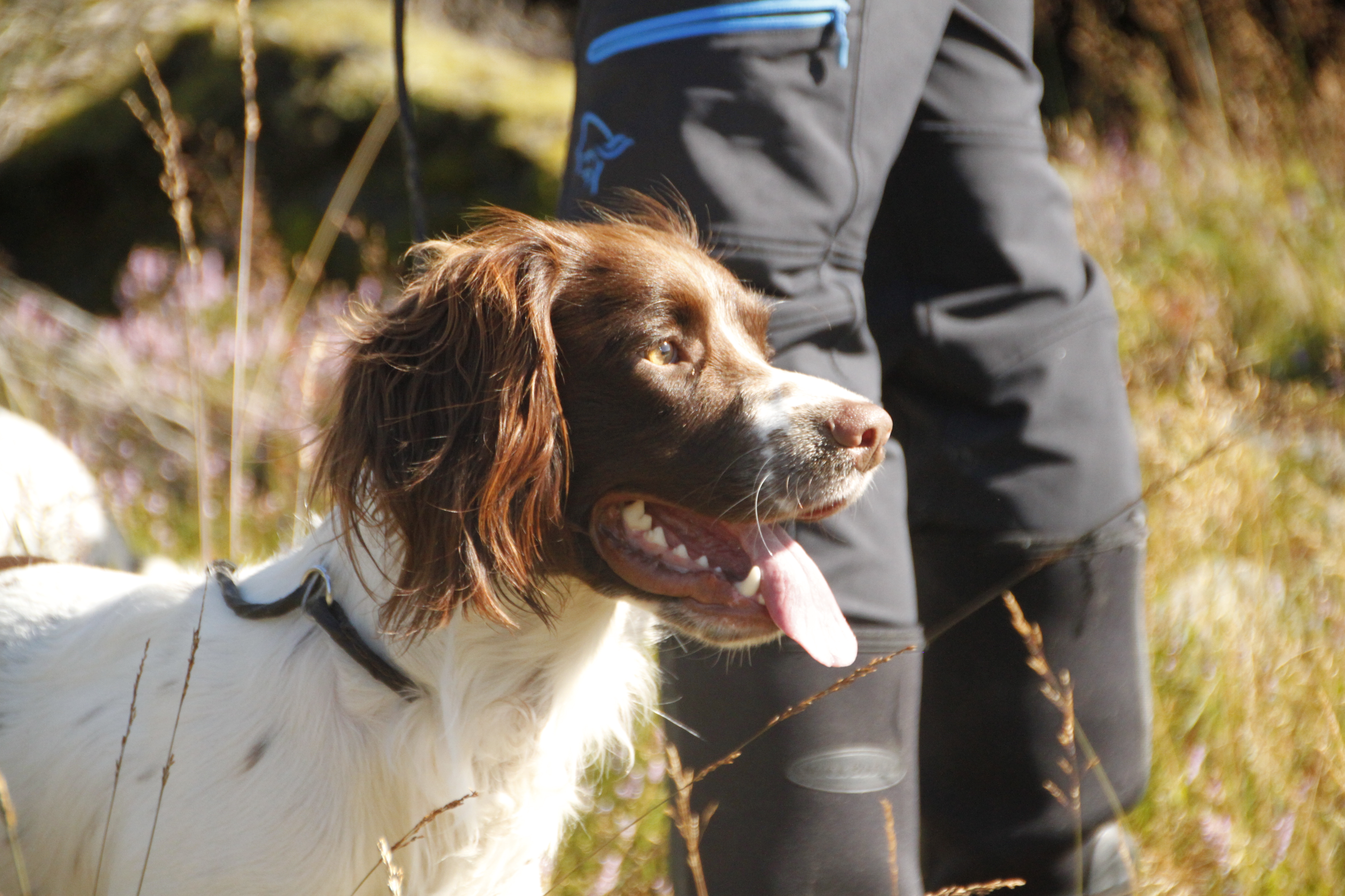 Kurs i belønningsbasert spanieltrening